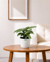 Calathea vittata