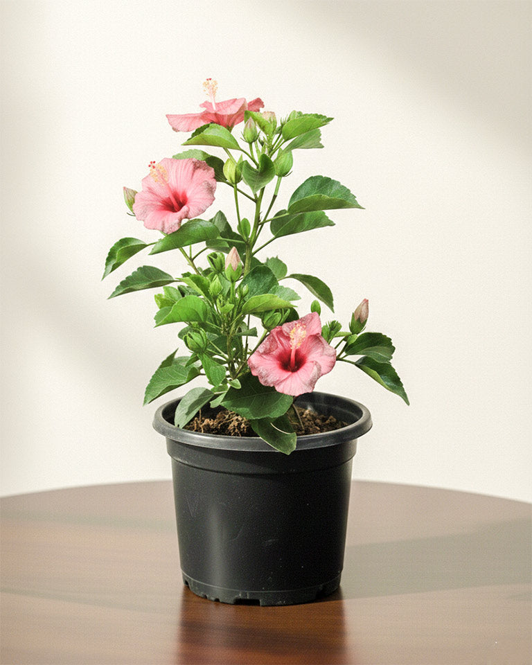 hibiscus plant in pot Buy Hibiscus Plant Online At The Cheapest Rate- Unlimited Greens – unlimitedgreens
