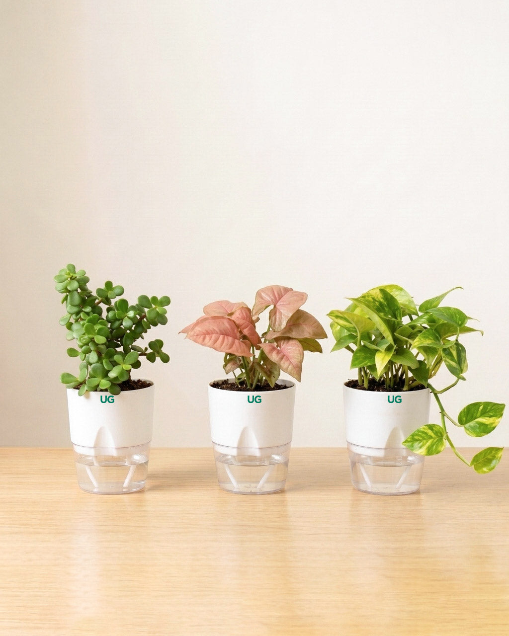 Jade Plant, Syngonium Pink, and Green Money Plant Combo