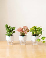 Jade Plant, Syngonium Pink, and Green Money Plant Combo