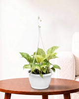 Money Plant Marble Queen in Hanging Basket