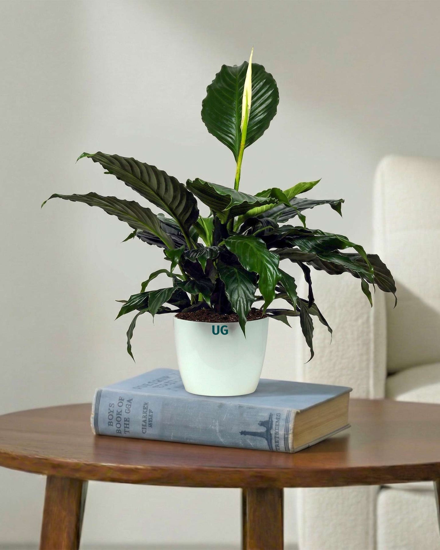 peace lily online Shop Peace Lily Plant (Spathiphyllum) online