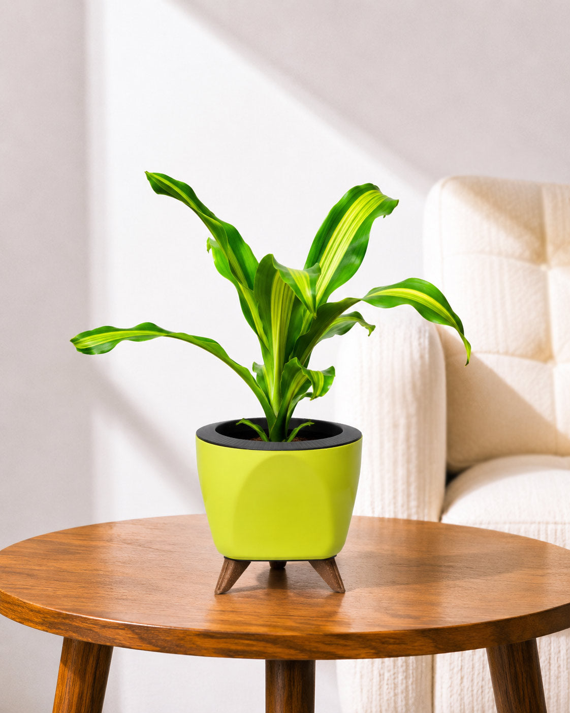 Dracaena Fragrans