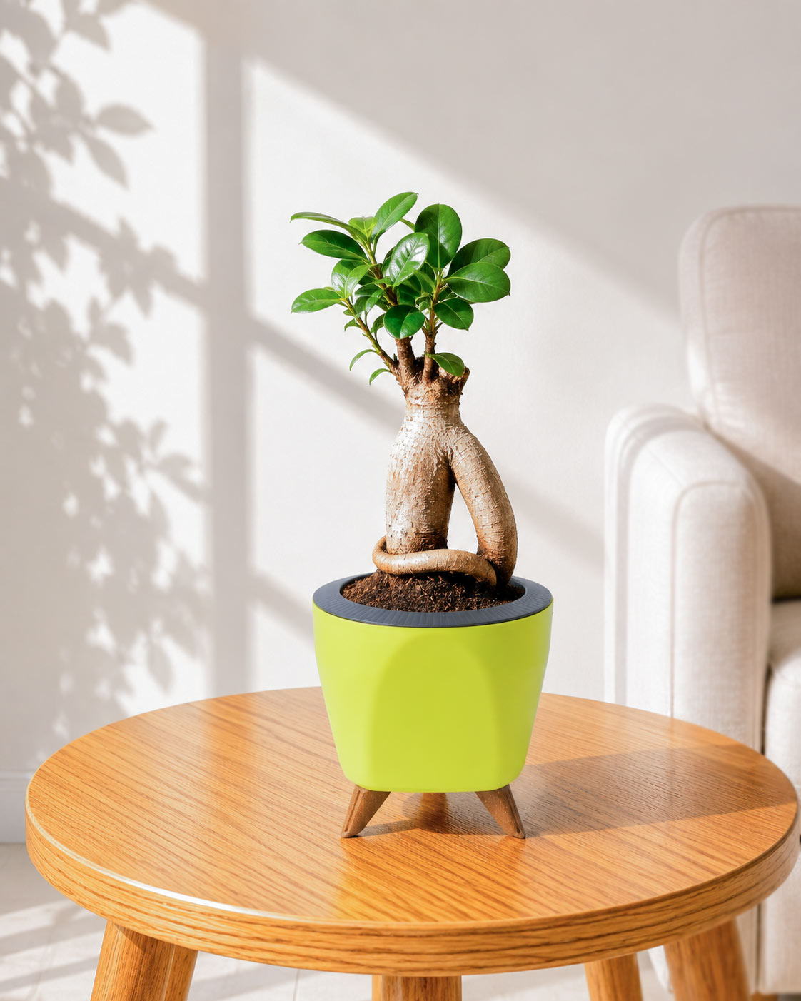 Ficus bonsai In Self-Watering (Small)