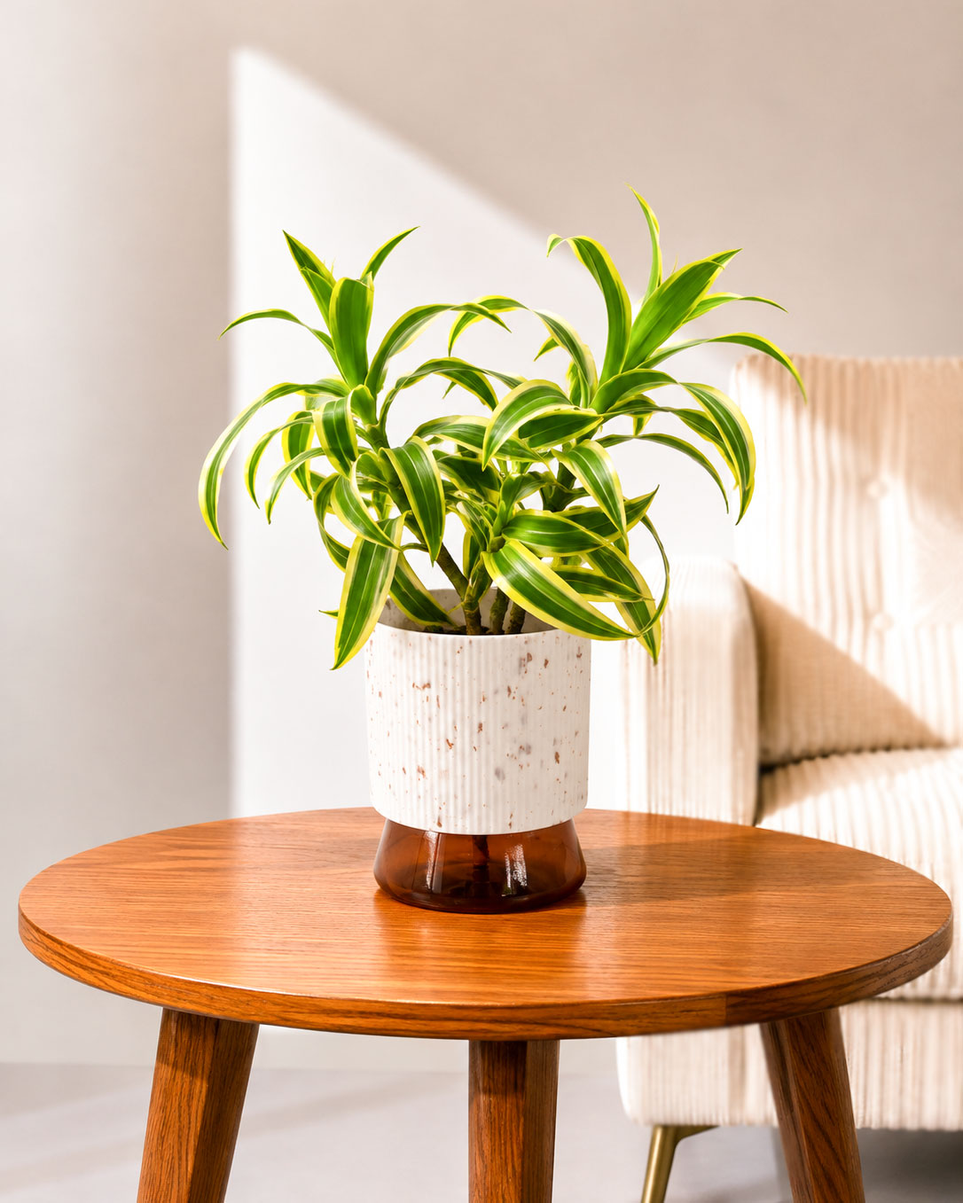 Song of India Plant