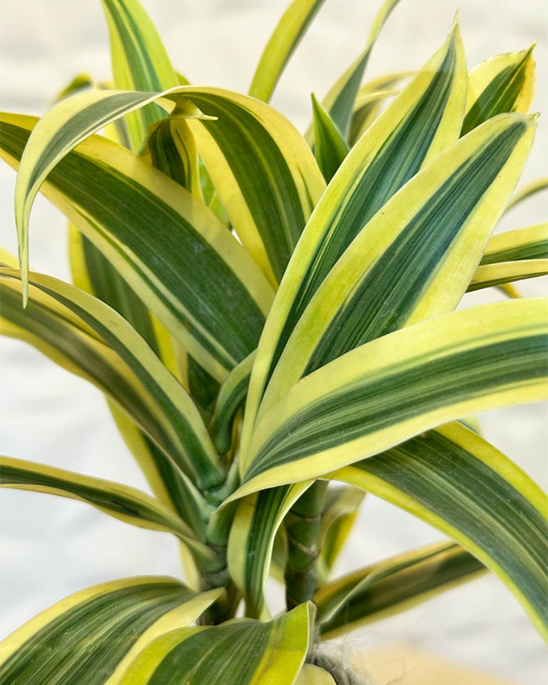 Kokedama Plant