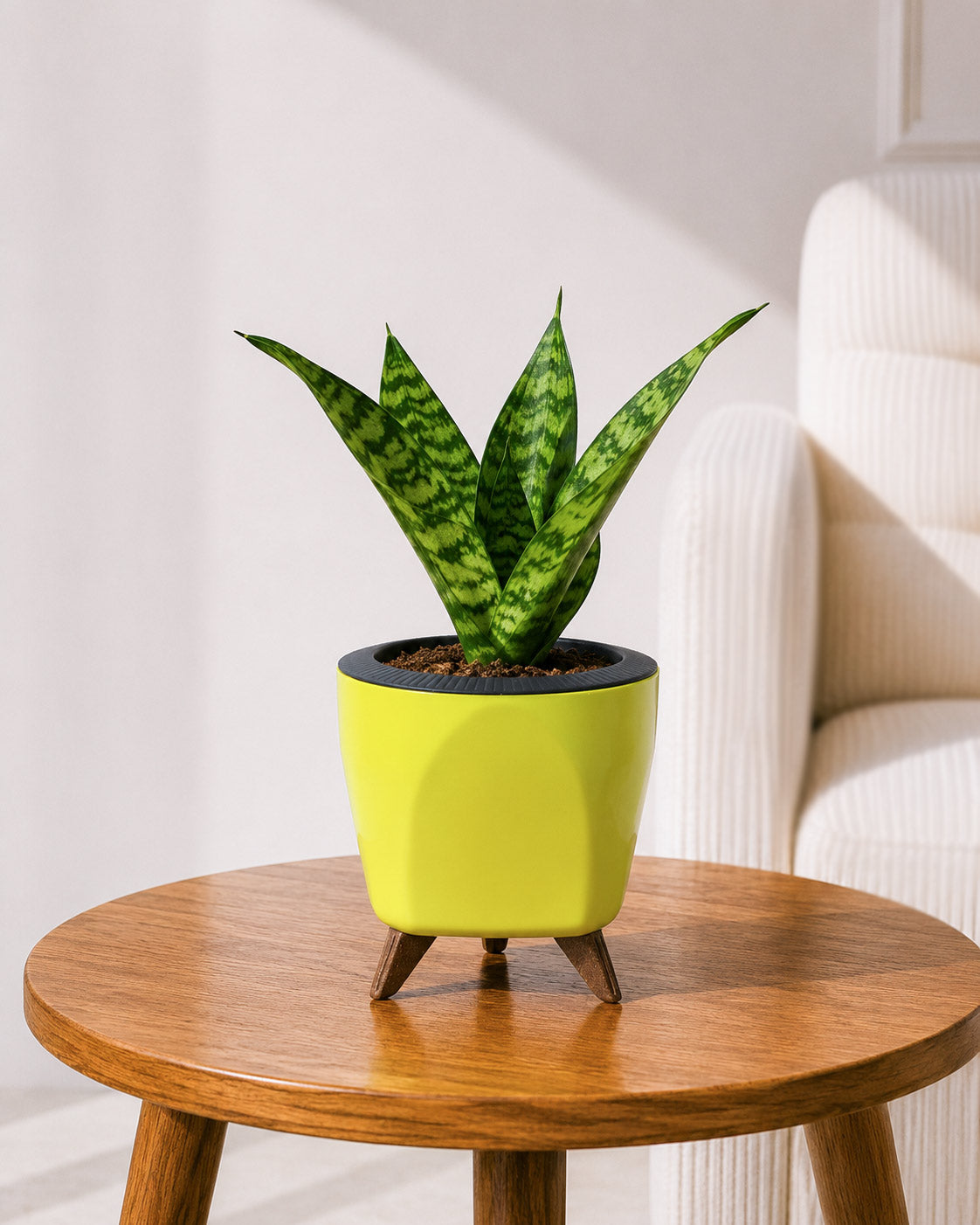 Snake Plant in Self-Watering Planter