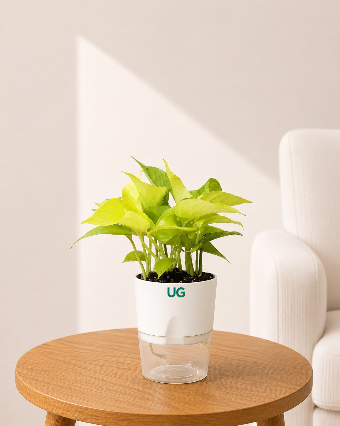Broken heart, Green Money Plant and Golden money plant Combo