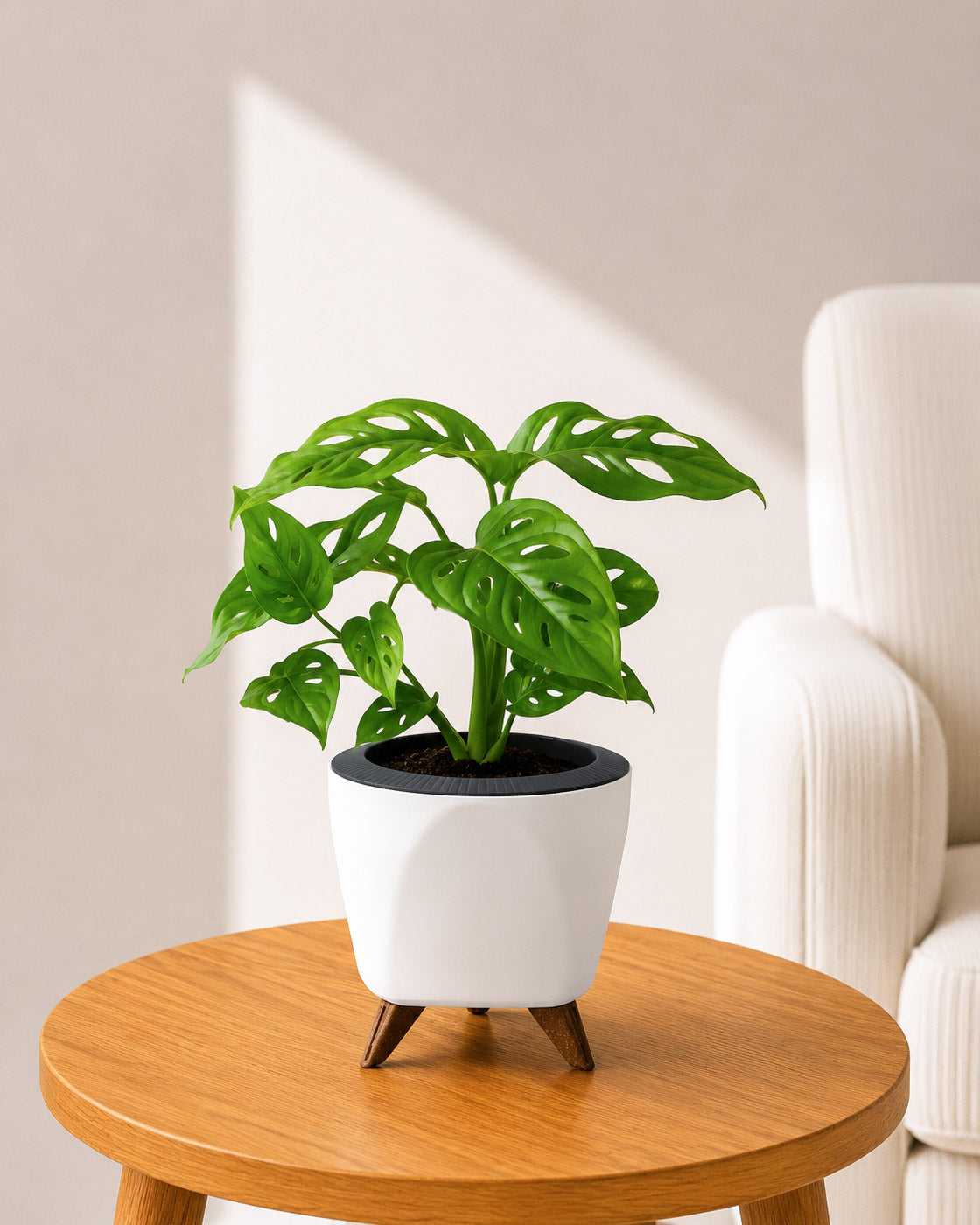Philodendron Broken Heart In Self Watering Pot