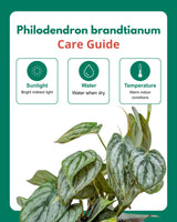 Philodendron brandtianum