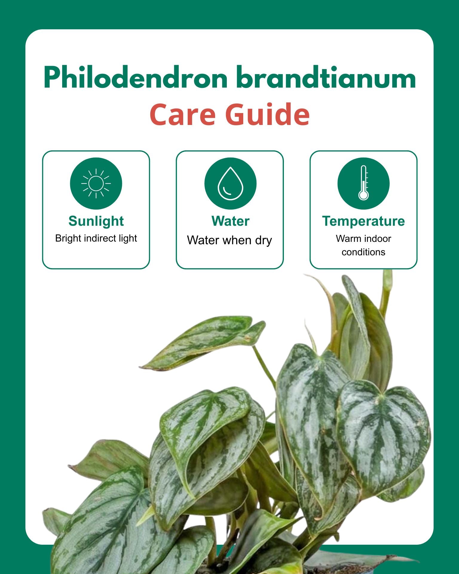 Philodendron brandtianum