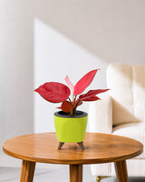 Aglaonema Red Valentine in Self Watering Planter
