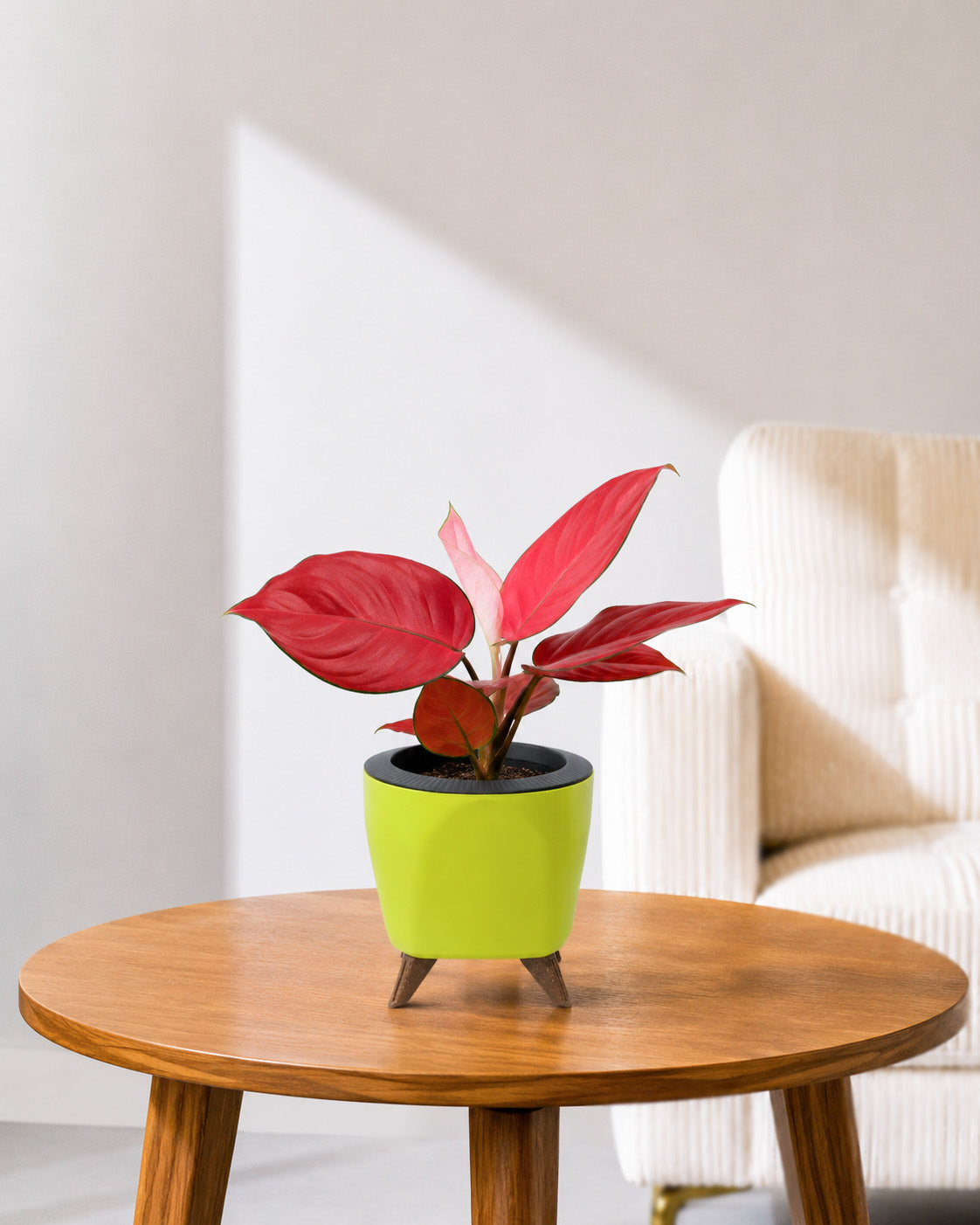 Aglaonema Red Valentine in Self Watering Planter
