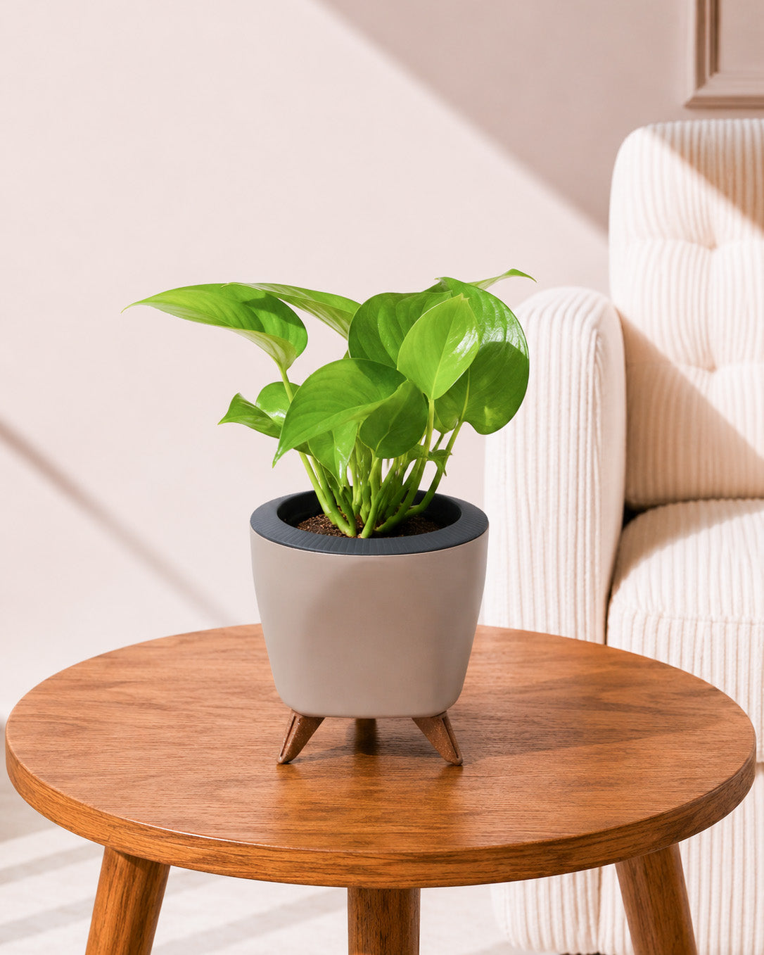 Money Plant Green in Self Watering Pot