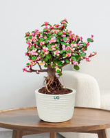 Portulacaria afra Plant