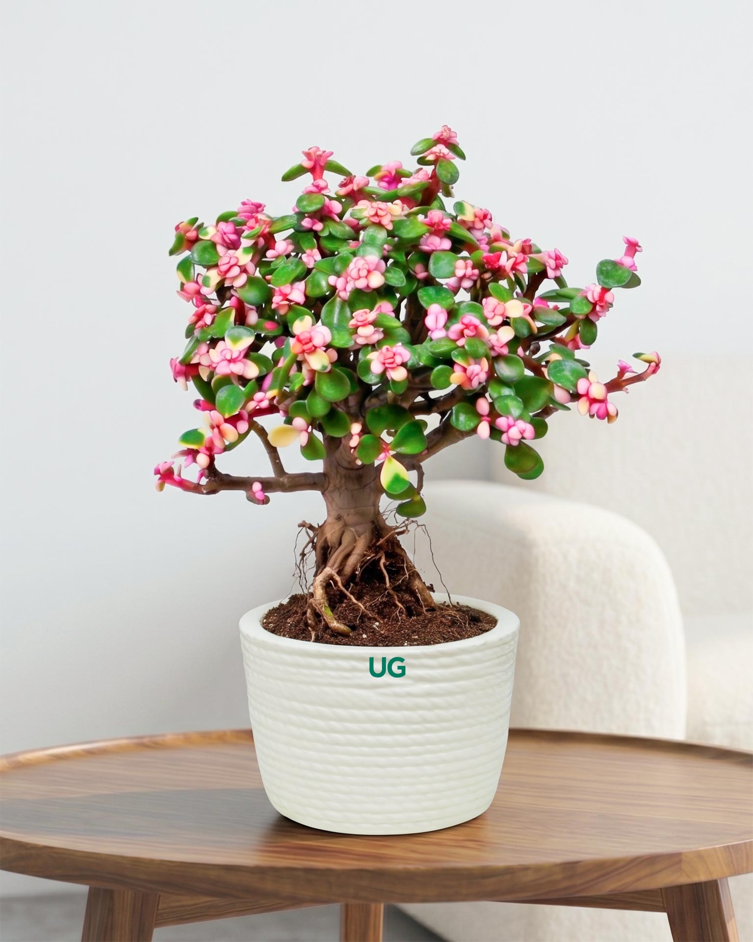 Portulacaria afra Plant
