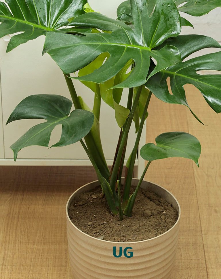 monstera plant india Buy a Monstera Plant In Tokyo Planter | PAN India Delivery
