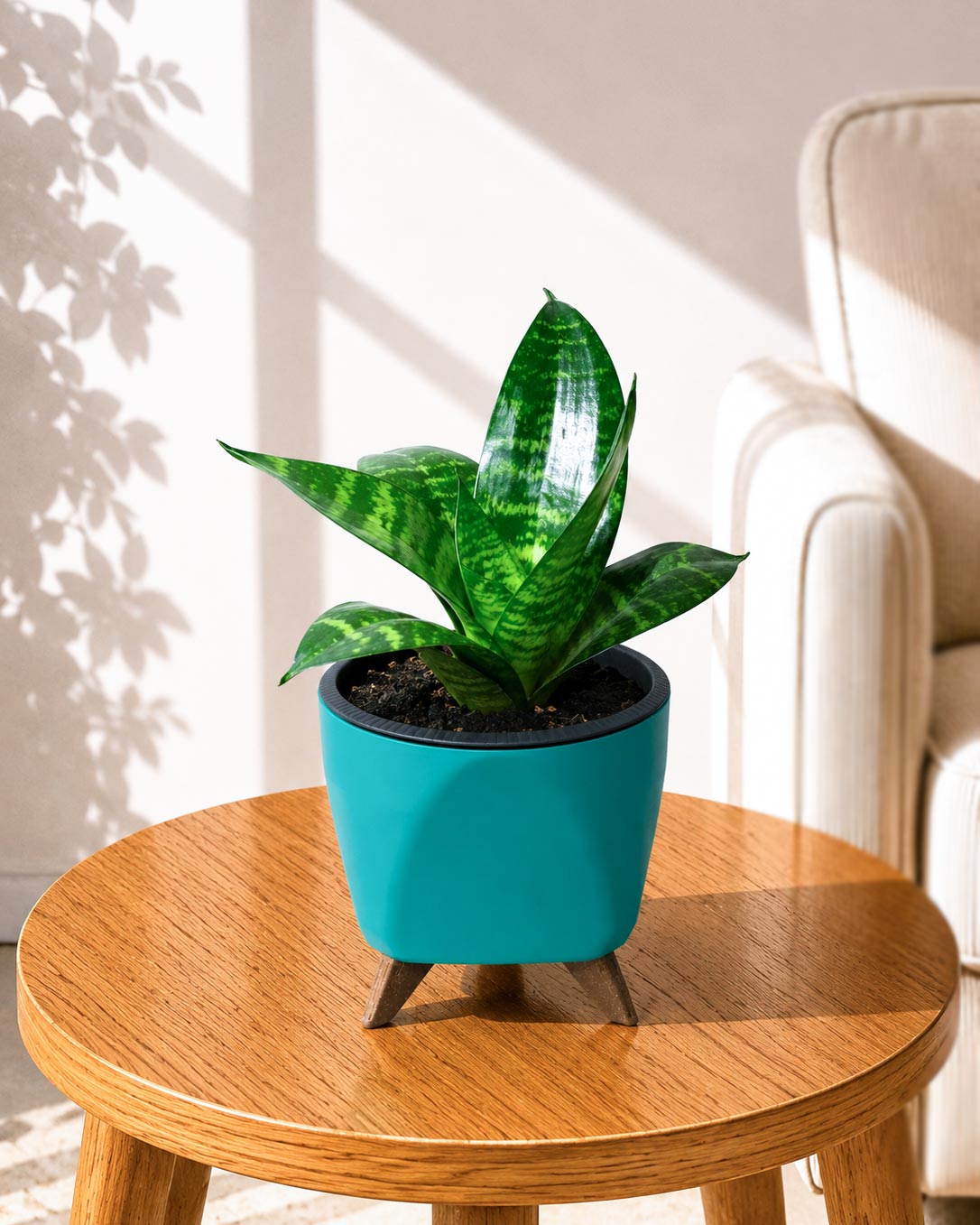 Sansevieria Snake Plant