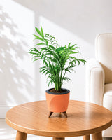 Chamaedorea Palm
