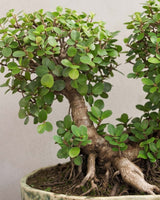 Ficus Long-Island Bonsai
