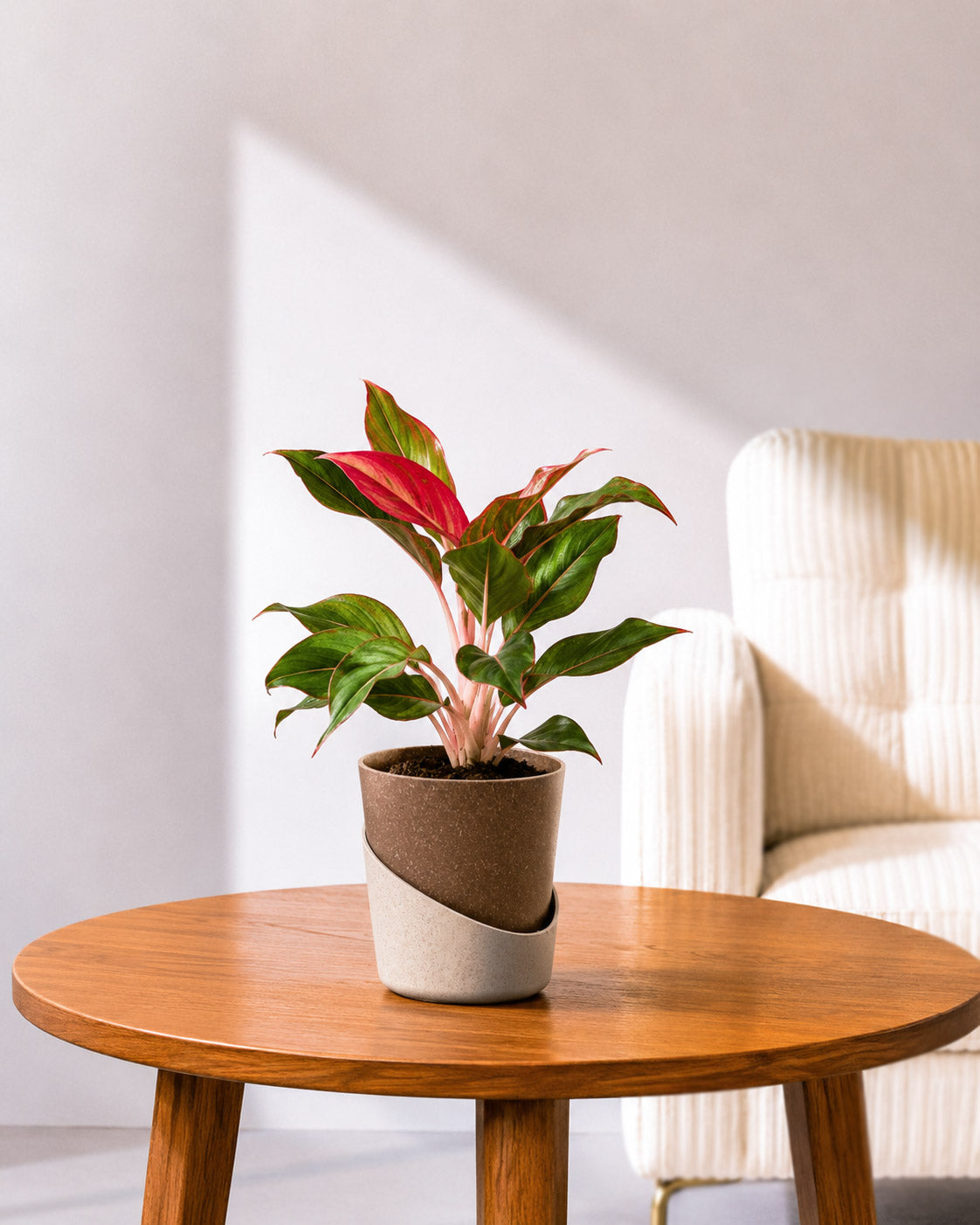 Aglaonema Lipstick