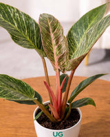 philodendron pink birkin