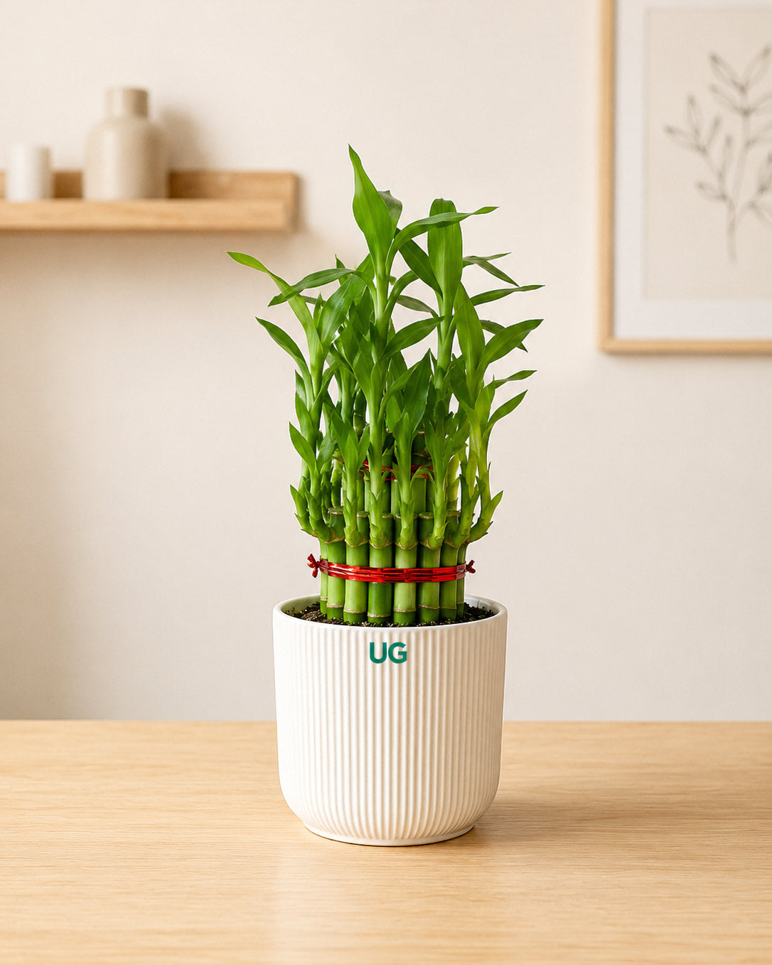 Golden Hahnii Snake Plant, Lucky Bamboo (2 Layer), and Calathea Peacock Combo