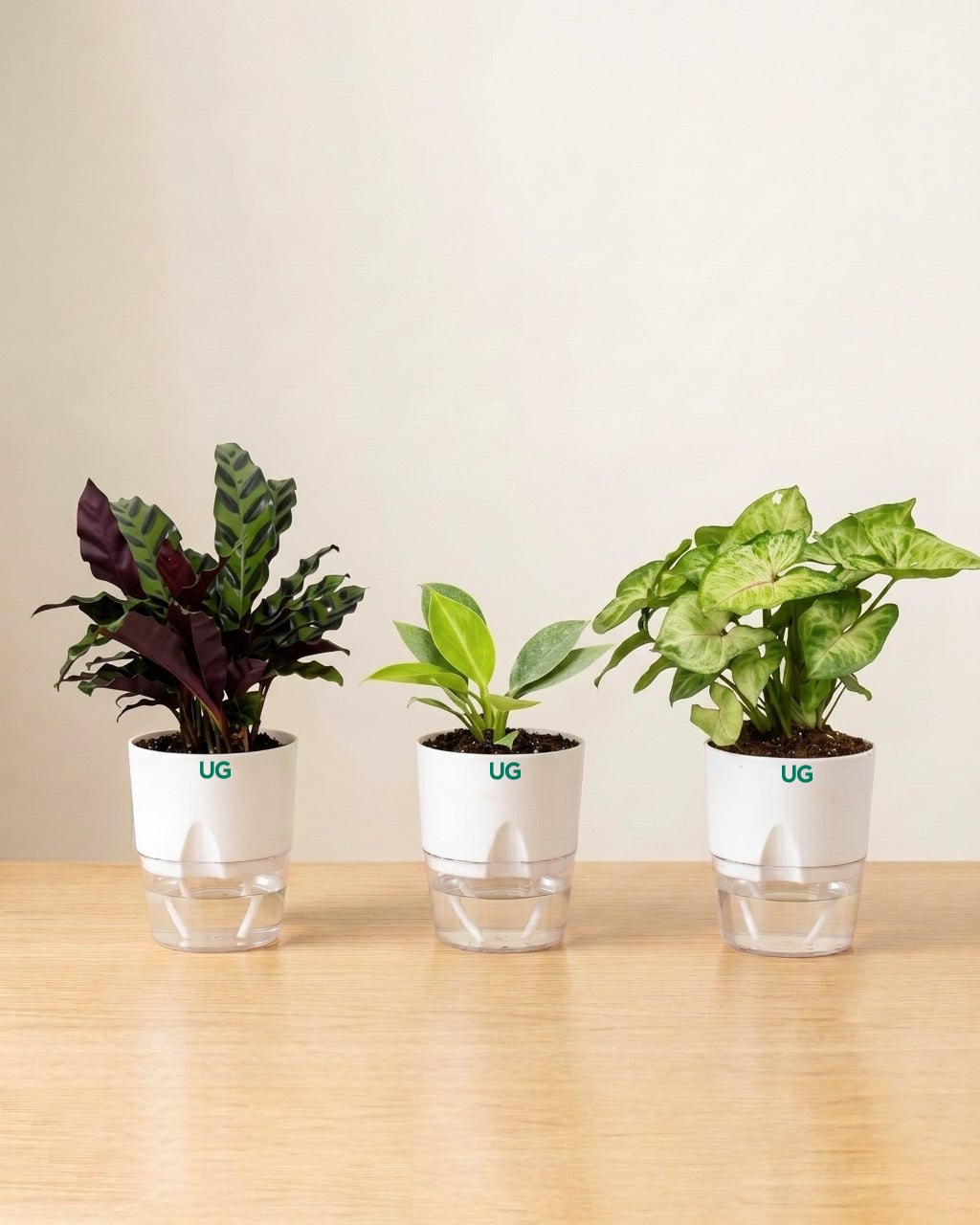 Calathea Rattlesnake, Birkin Plant, and Syngonium podophyllum Combo