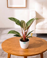 philodendron pink birkin