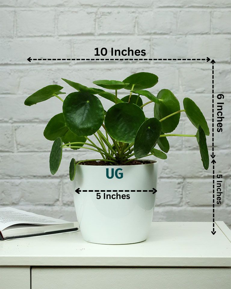 Chinese Money Plant in White Plastic Pot