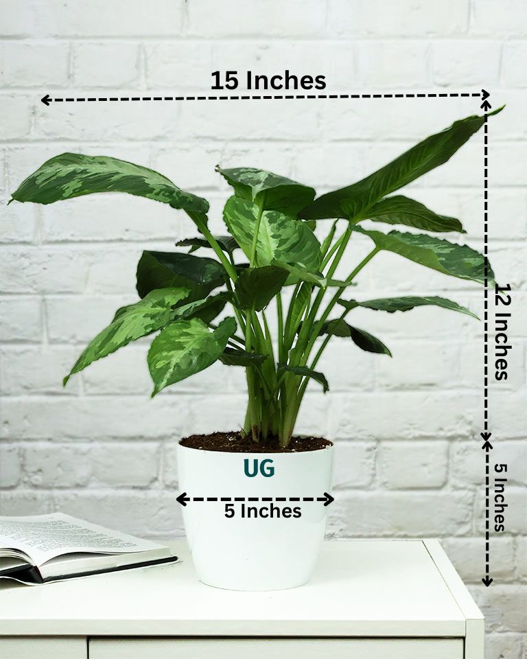 Schismatoglottis pusilla in white plastic pot