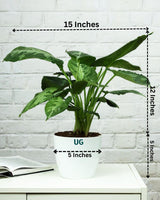 Schismatoglottis pusilla in white plastic pot