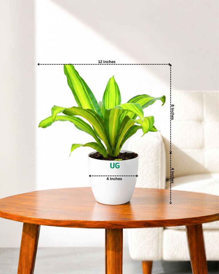 Dracaena Fragrans