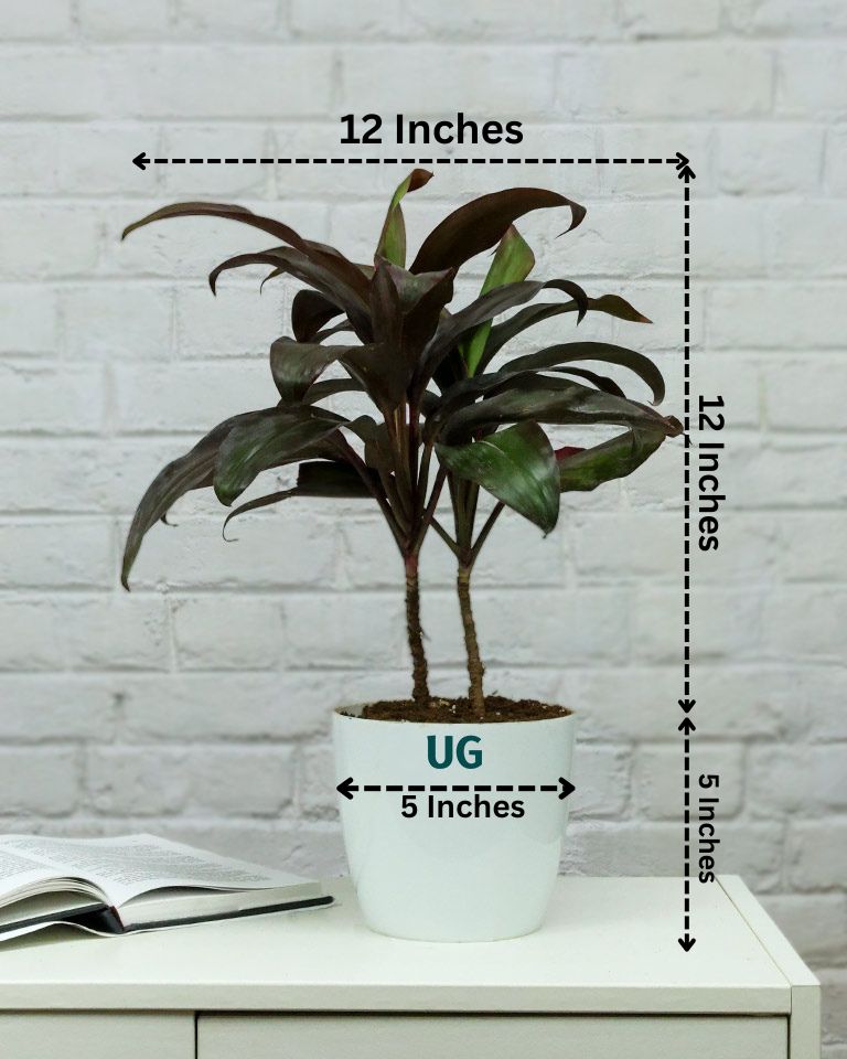 Hwaiian Ti Plant (Cordyline fruticosa) in white plastic pot