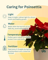 Poinsettia (Yellow)