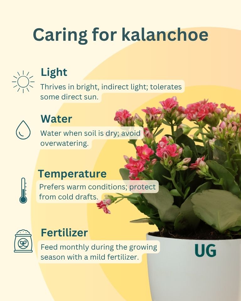Kalanchoe Plant – Vibrant Blooms of Joy and Endurance