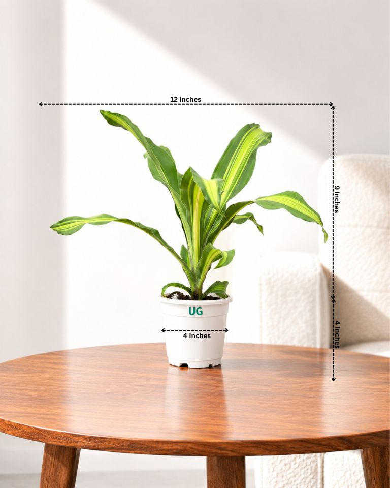 Dracaena Fragrans
