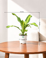 Dracaena Fragrans