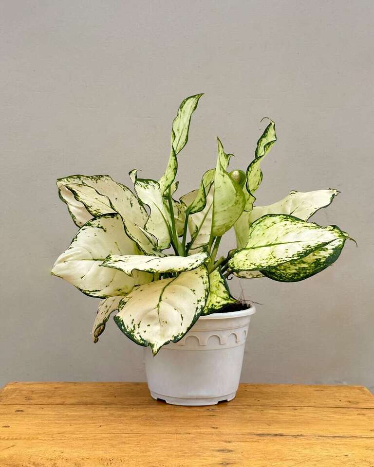 super white aglaonema Buy Aglaonema Super White Plant Online at The Lowest
