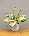 Shop Aglaonema Super White from Unlimited Greens