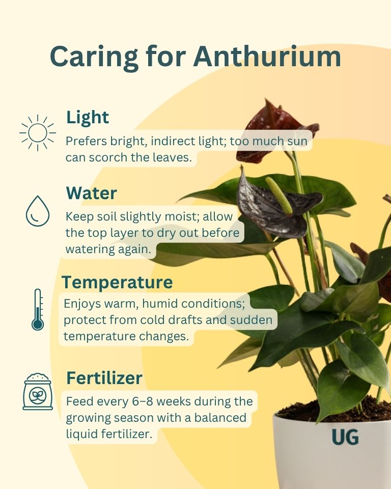 anthurium conditions Buy Anthurium Purple Variety Online- Unlimited Greens – unlimitedgreens