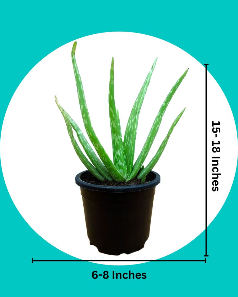 aloe vera plant cost india Buy Aloe Vera Plant Online in India- Benefits & Care Tips