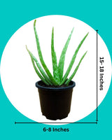 Benefits of aloe vera Plant Online, Plants online in delhi