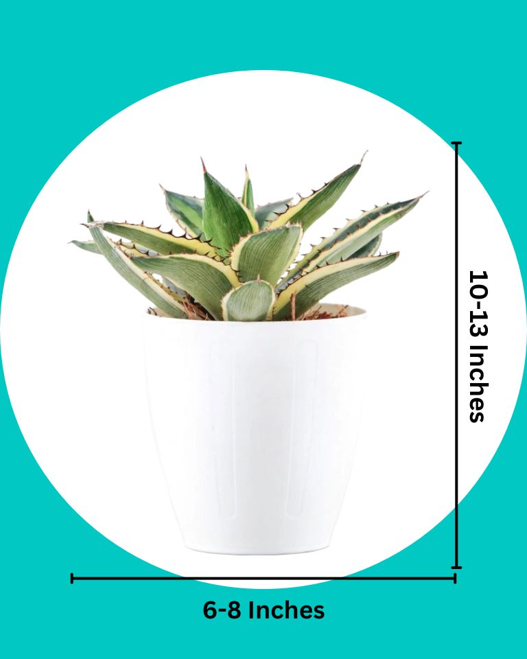 Agave Variegated Plant