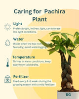 Braided Pachira Money Tree