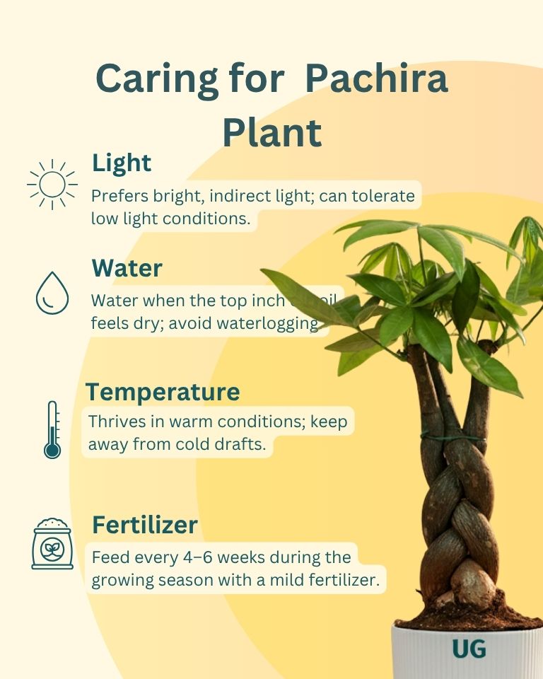 Braided Pachira Money Tree