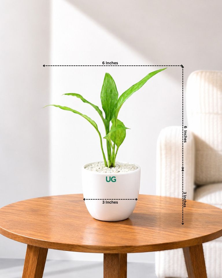 Small Peace Lily