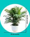 Chamaedorea Elegans Palm Plant {Large Size}