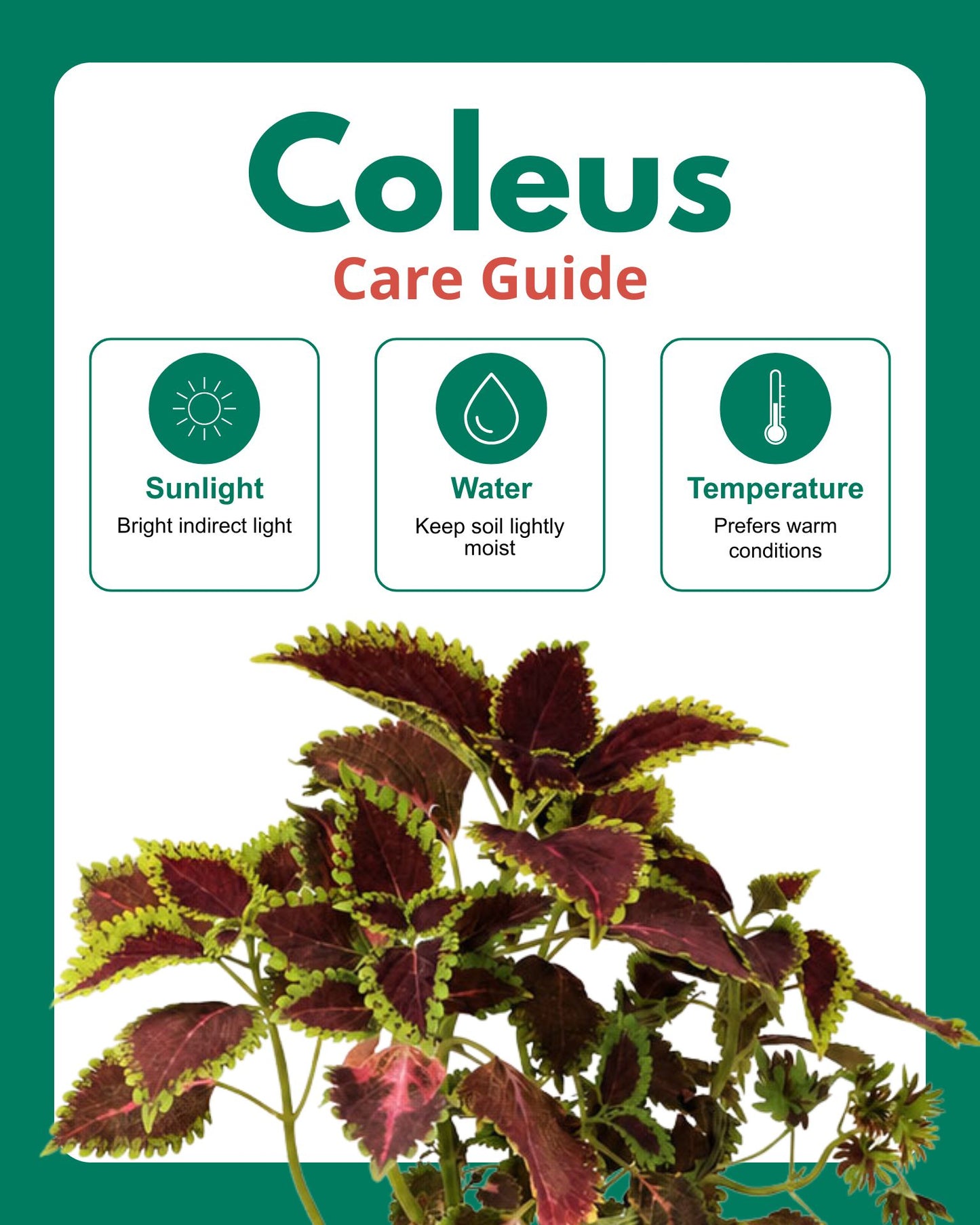 Coleus Horizon Plant