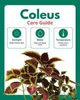 Coleus Horizon Plant